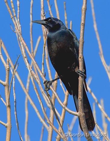 Grackle In A Tree_33436.jpg - Photographed along the Gulf coast near Port Lavaca, Texas, USA.